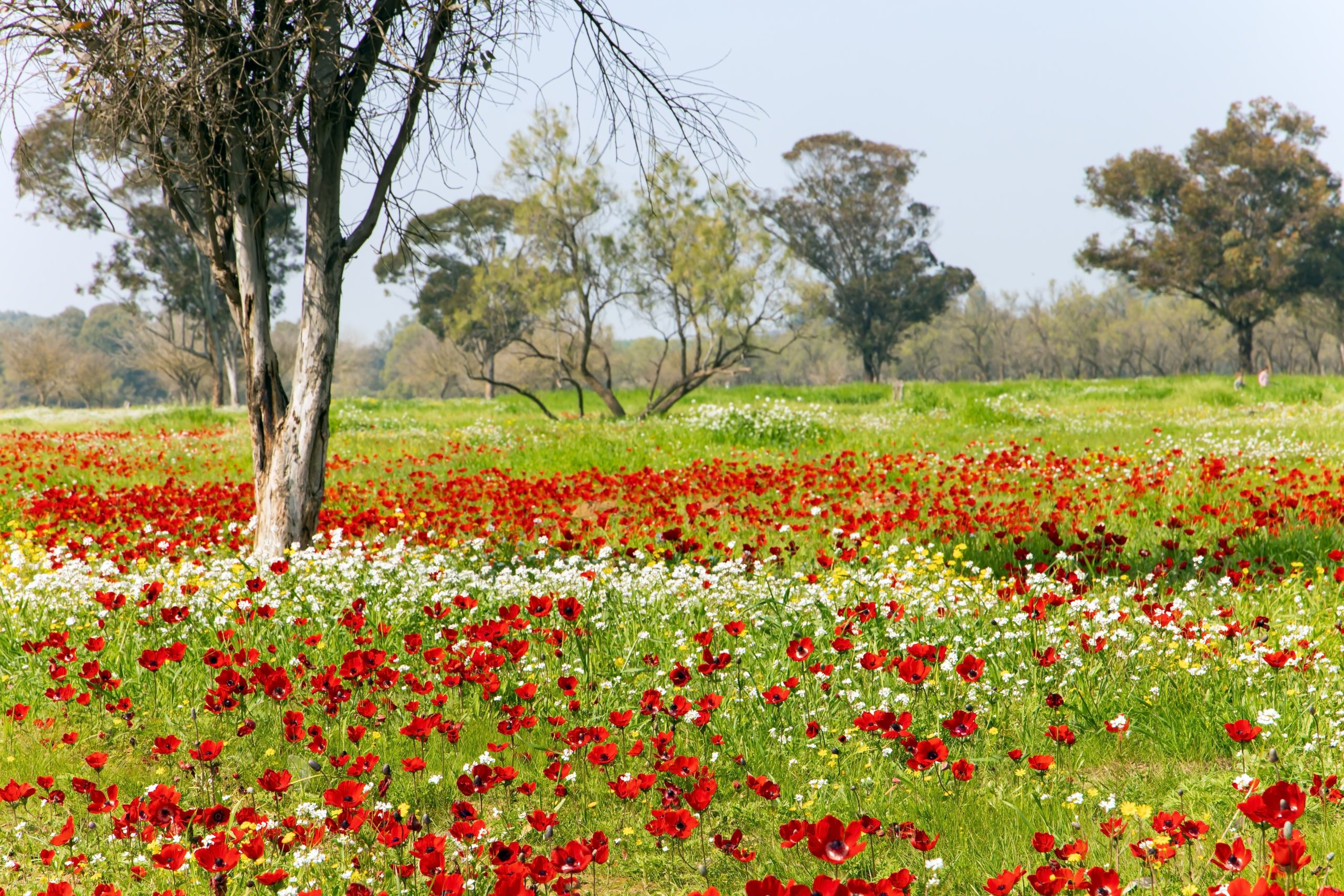 סיורים בנגב המערבי
